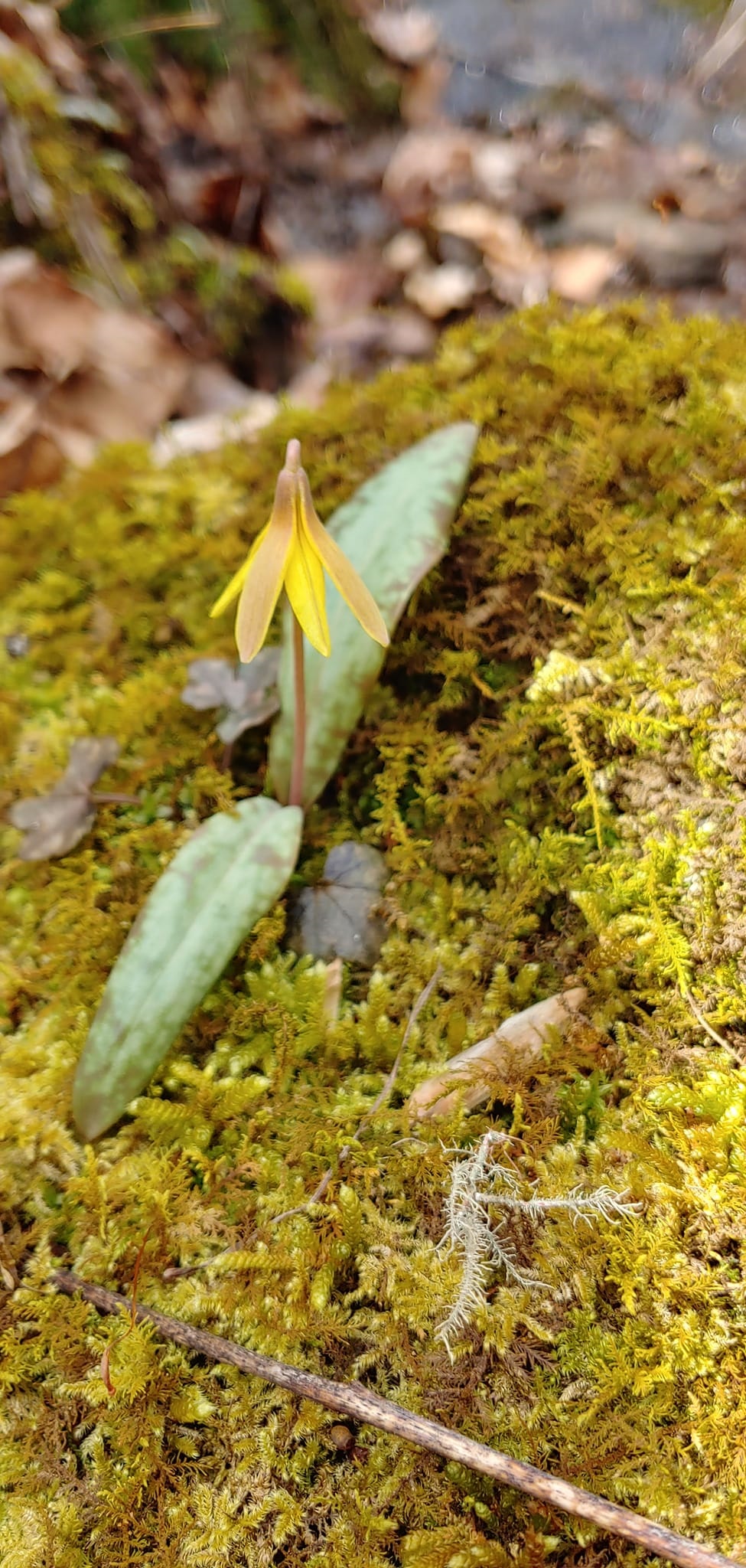 Trout Lily