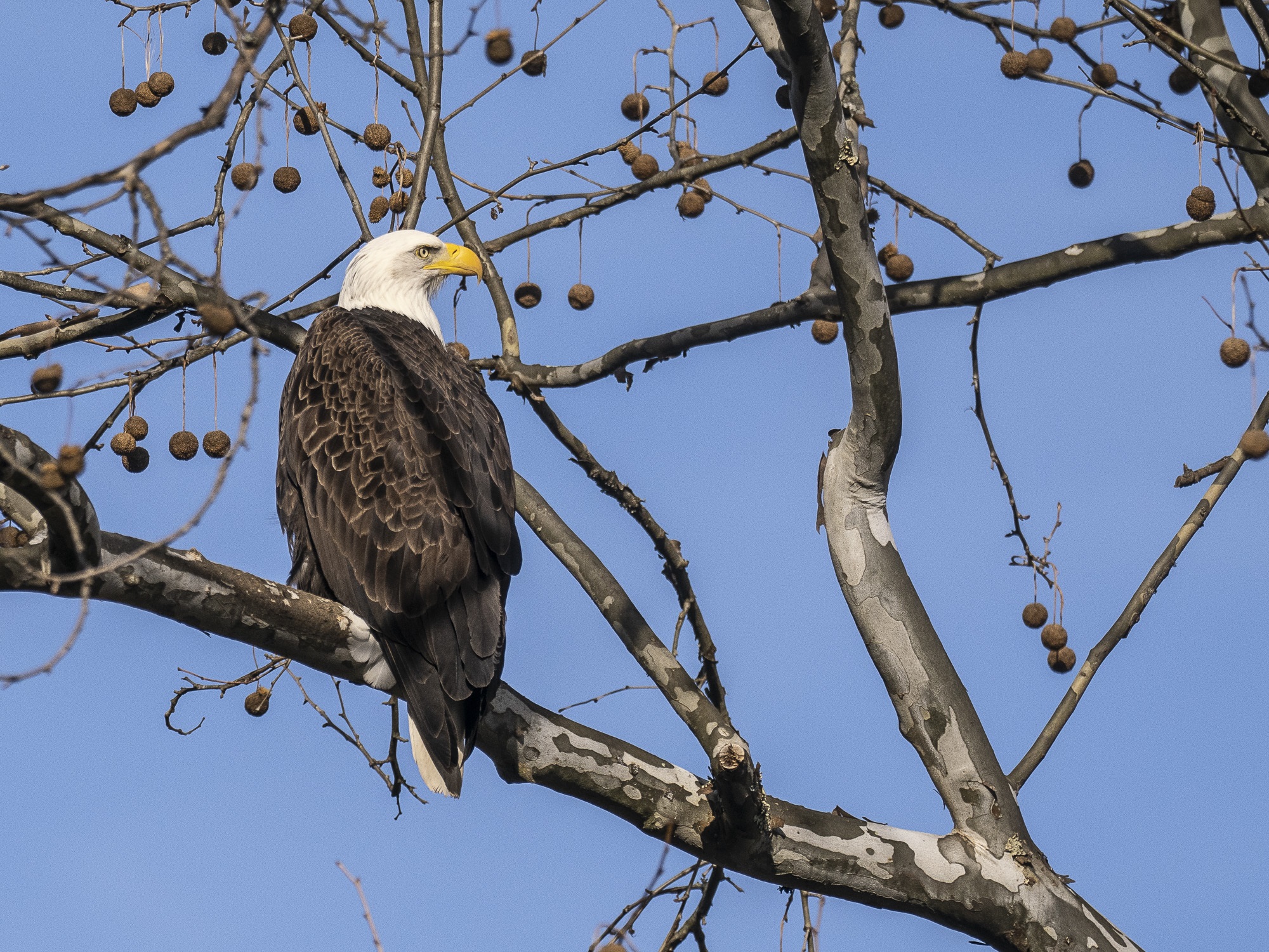 Bald eagle