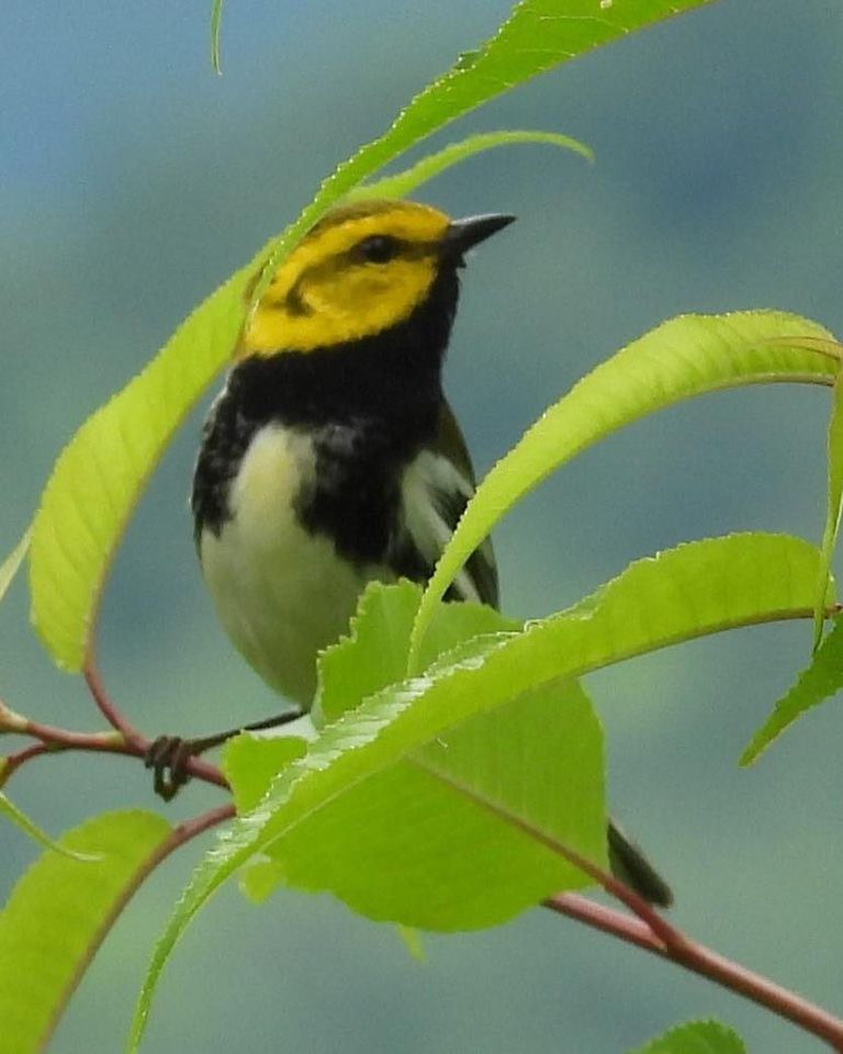 Black Throated Warbler