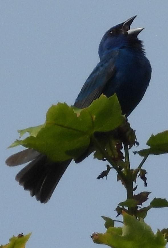 Indigo Bunting