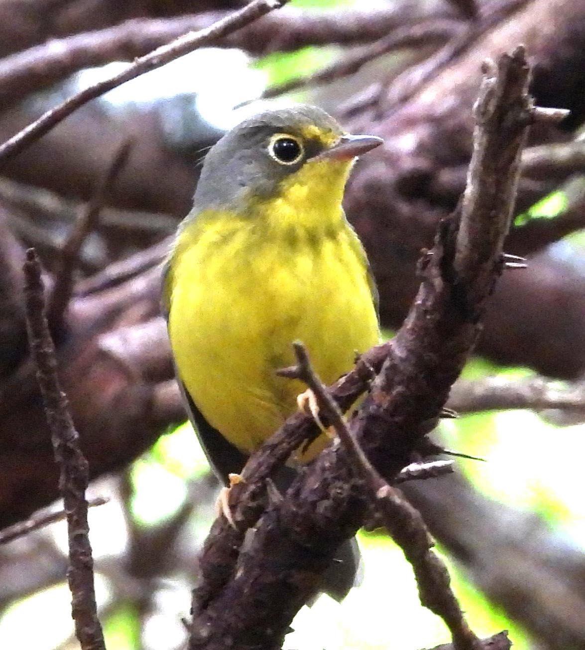 Canada Warbler