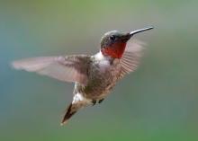 Ruby throated Hummingbird 