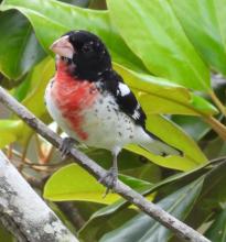 Rose breasted grosbeak 